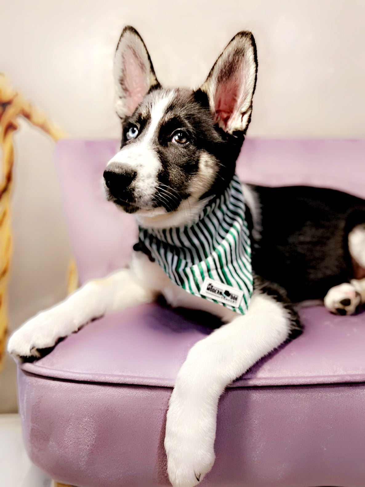 Who Let The Dogs Out? Reversible Bandannas