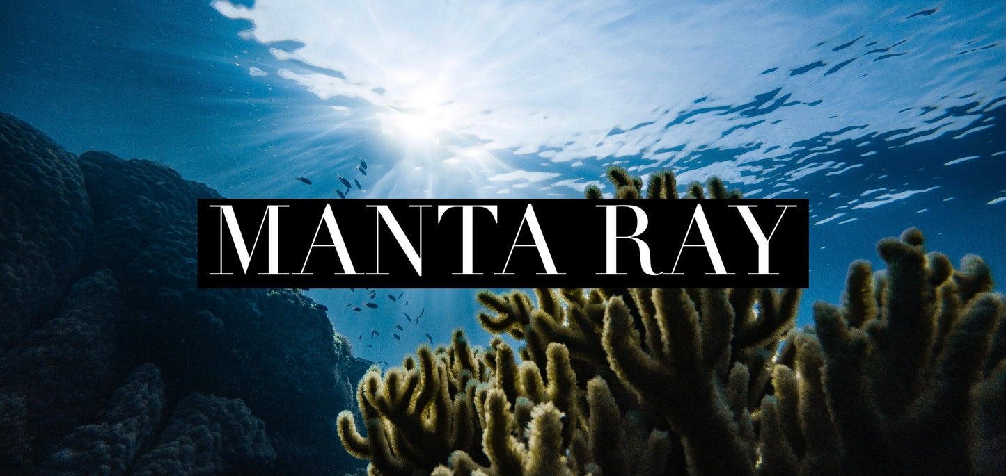 Manta Ray