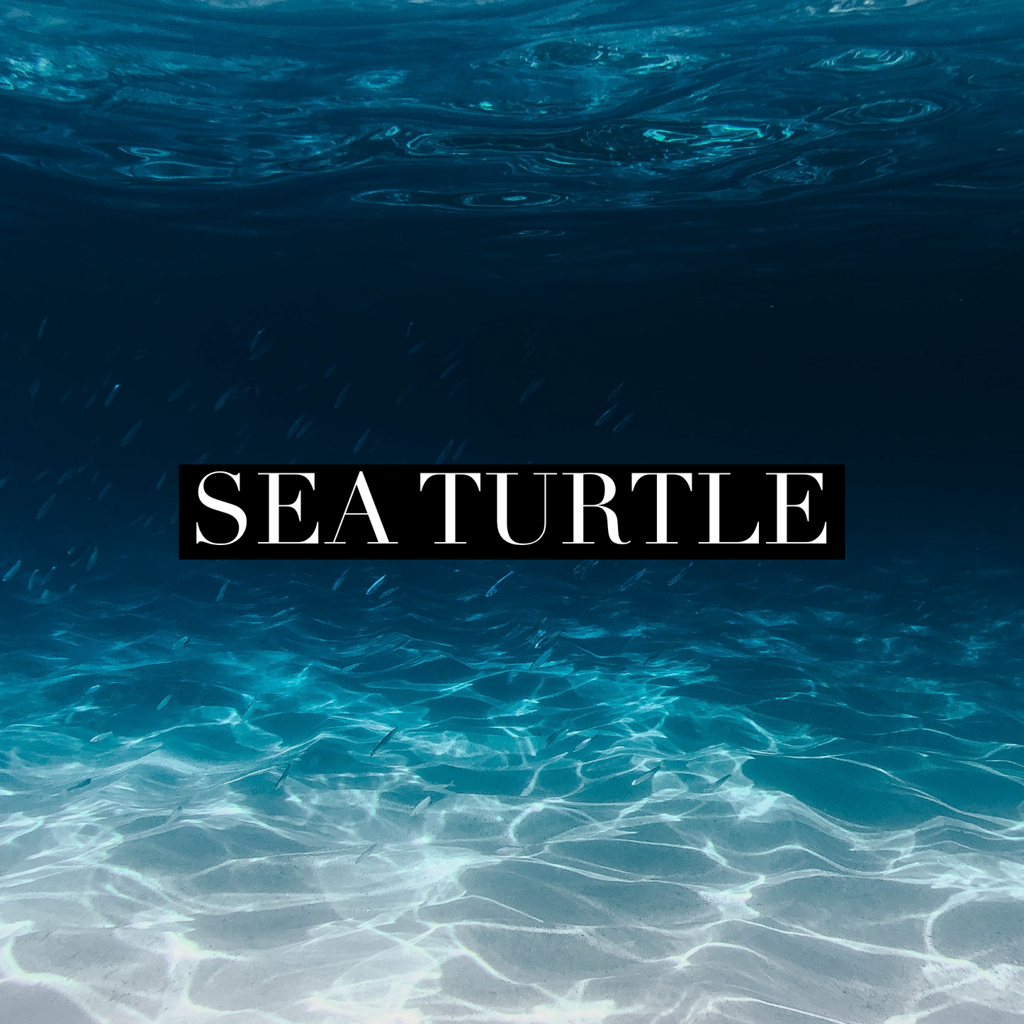 Sea Turtle