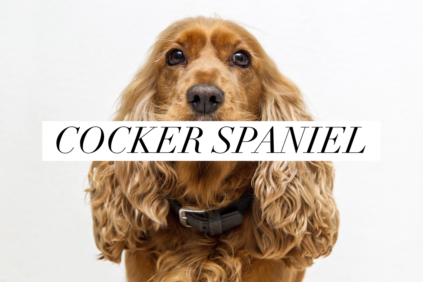 Cocker Spaniel- preorder