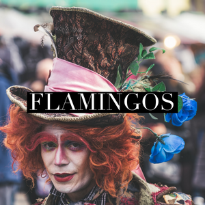 Flamingos