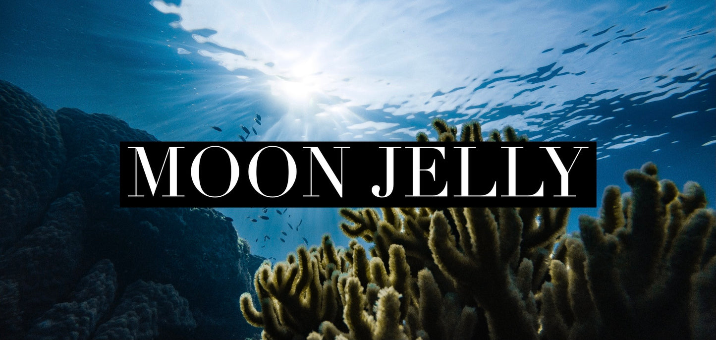 Moon Jelly (No Special Orders)