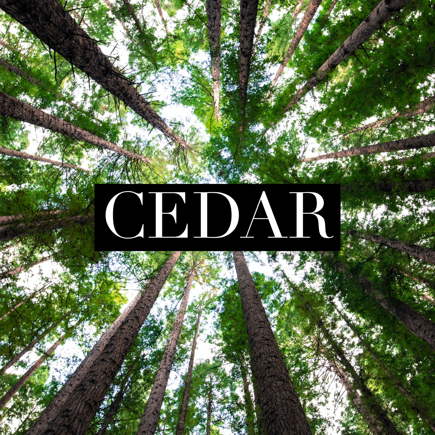 Cedar (Pre Order)