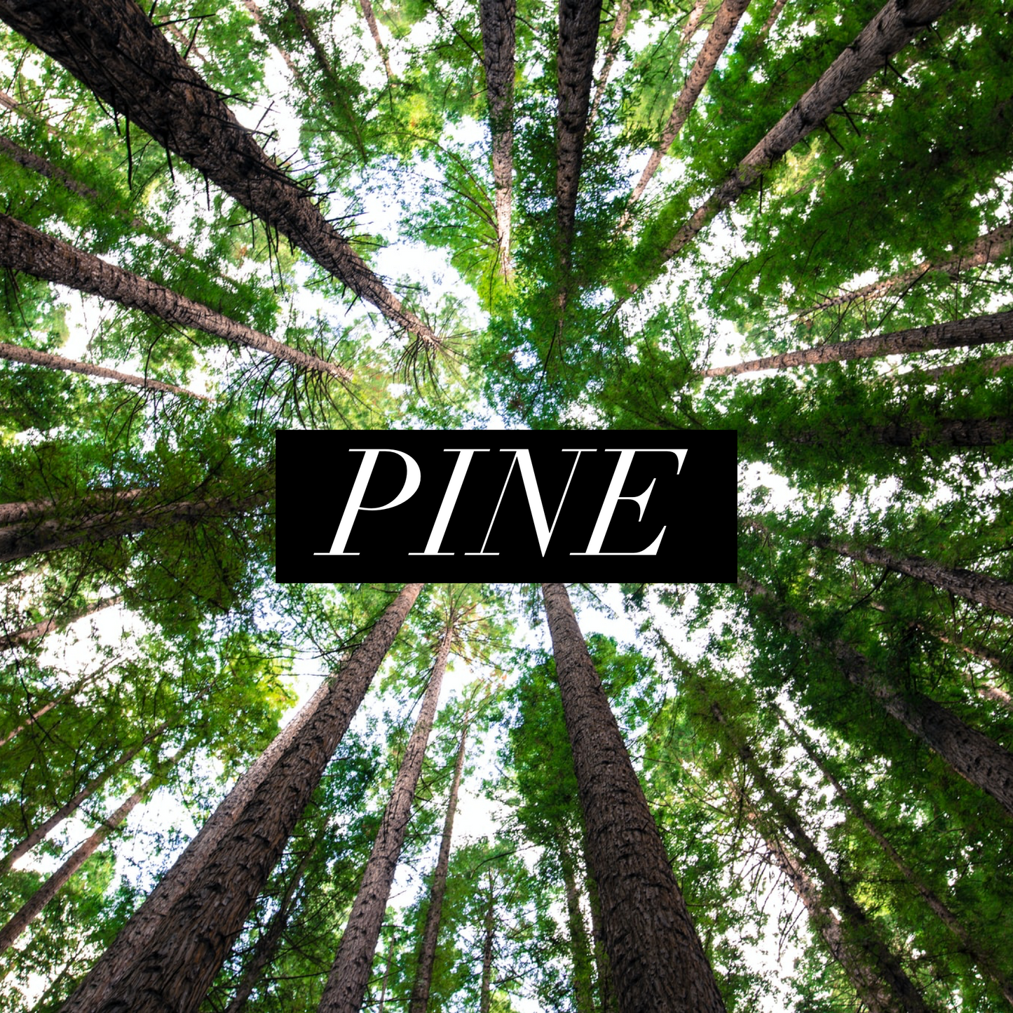 Pine (Pre Order)