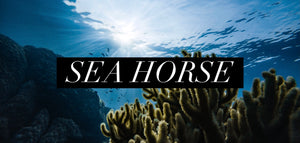 Sea Horse (Special Order)